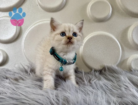 British Shorthair Bluepoint 2 Aylık Erkek