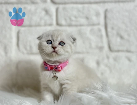 Scottish Fold 2 Aylık Dişi