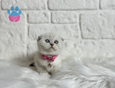 Scottish Fold 2 Aylık Dişi