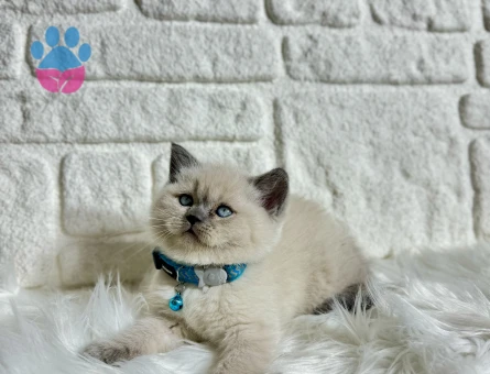 British Shorthair Bluepoint Erkek
