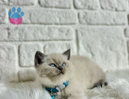 British Shorthair Bluepoint Erkek