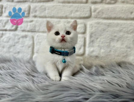 British Shorthair Pamuk Yavrularımız