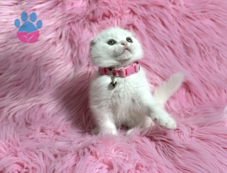Scottish Fold Dişi 2 Aylık
