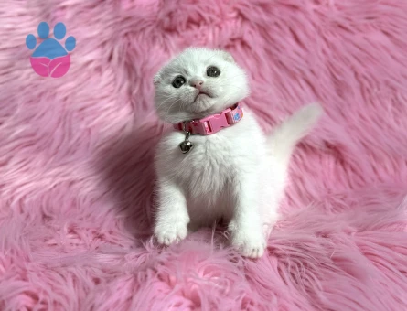 Scottish Fold Dişi 2 Aylık