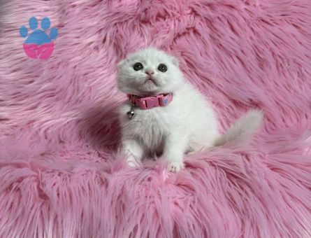 Scottish Fold Dişi 2 Aylık