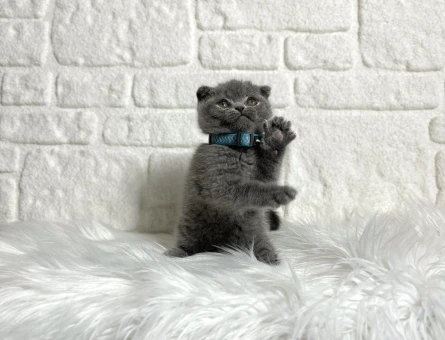 Scottish Fold Erkek 2 Aylık