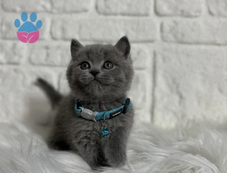 Scottish Fold Erkek 2 Aylık