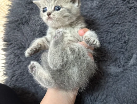 Sahiplendirme ilanıdır