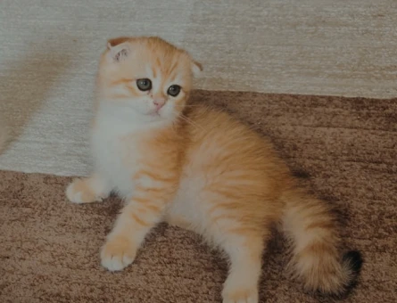 Muhteşem güzellikte ırk ve sağlık garantili yavrular..