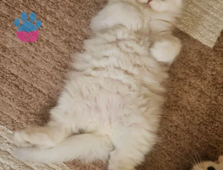 Muhteşem güzellikte ırk ve sağlık garantili yavrular..