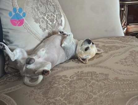 APPLE HEAD CHIHUAHUA OĞLUMA EŞ ARIYORUM