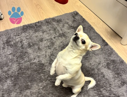 APPLE HEAD CHIHUAHUA OĞLUMA EŞ ARIYORUM