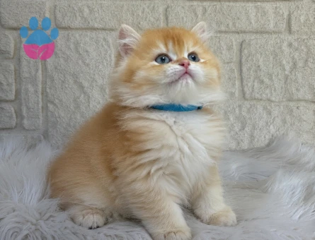 Altın Tonlarında British Longhair Golden Yavrumuz Erkek