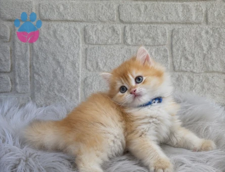 Altın Tonlarında British Longhair Golden Yavrumuz Erkek