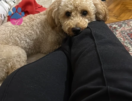 1 Yaşında Toy Poodle Erkek