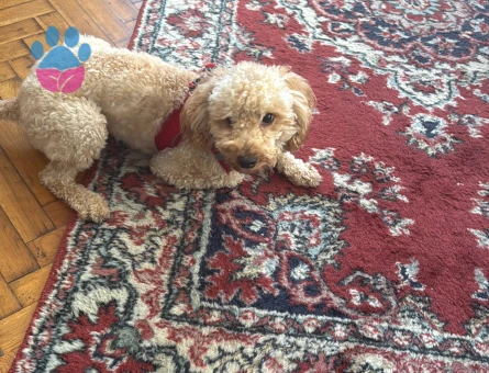 1 Yaşında Toy Poodle Erkek