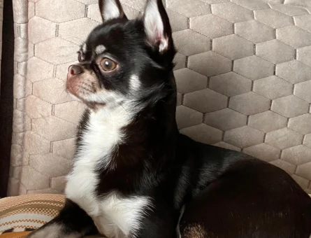 Chihuahua Mocha 1 Yaşında - 4491