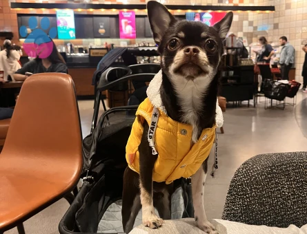 Chihuahua Mocha 1 Yaşında