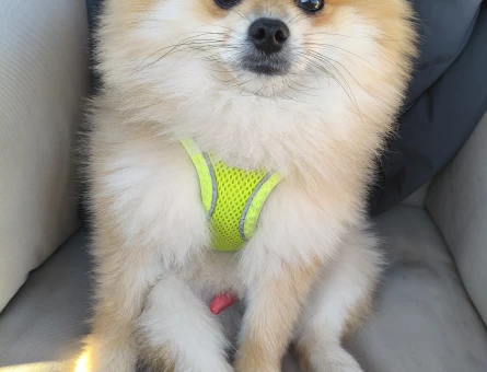 Pomeranian 3 yaşında 3 kg erkek - 4492