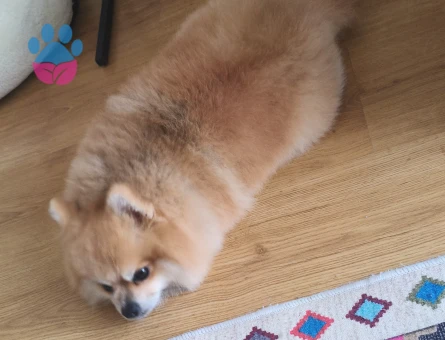 Pomeranian 3 yaşında 3 kg erkek