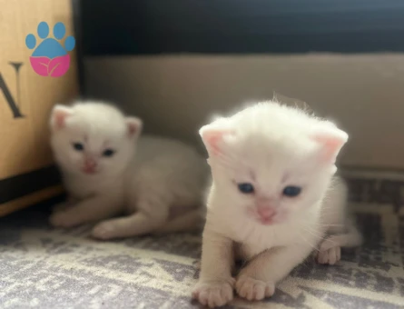 britsh shorthair yavrularıma yuva arıyorum