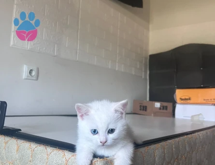 britsh shorthair yavrularıma yuva arıyorum