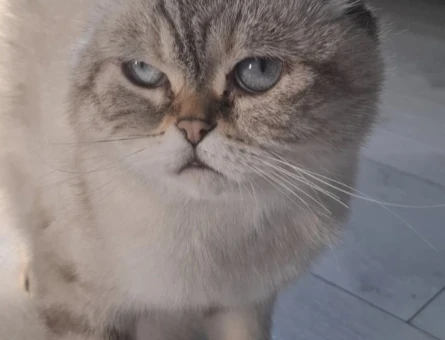Scottish Fold Kızım Nazlı Yuva Arıyor - 4494