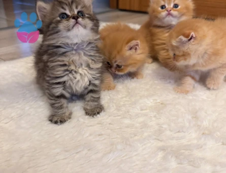 Scottish Fold Longhair / Shorthair Erkek/Dişi