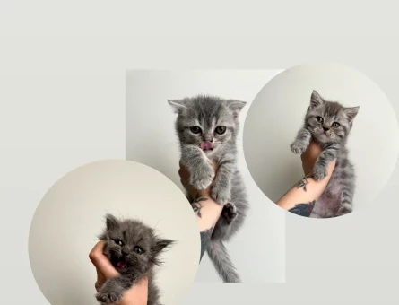 British BabyFace-Zıpzıp ve Çığlık