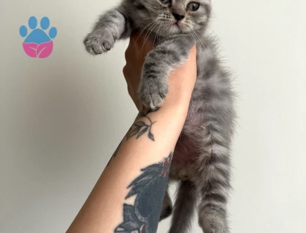 British BabyFace-Zıpzıp ve Çığlık