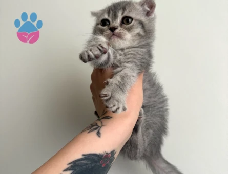 British BabyFace-Zıpzıp ve Çığlık