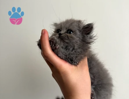 British BabyFace-Zıpzıp ve Çığlık