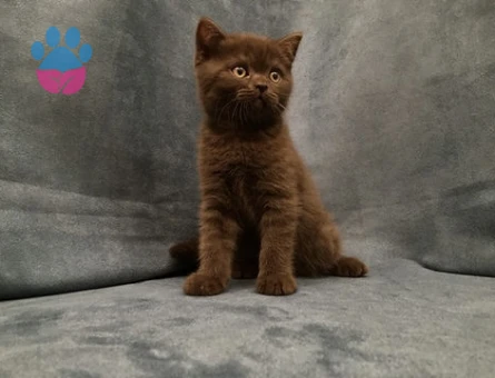 British Shorthair Çikolata Dişi 2 Aylık