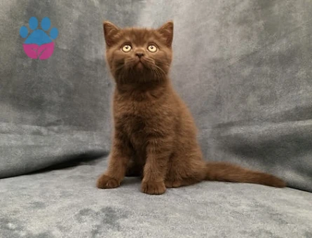 British Shorthair Çikolata Dişi 2 Aylık