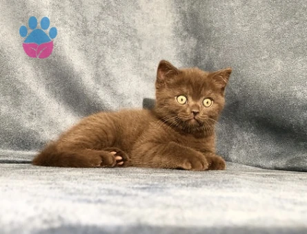 British Shorthair Çikolata Dişi 2 Aylık