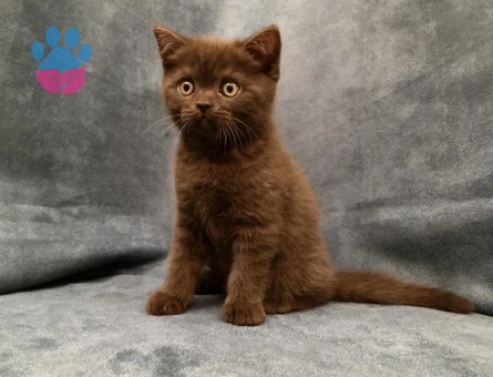 British Shorthair Çikolata Dişi 2 Aylık