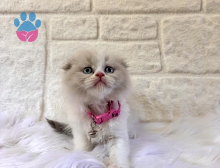 Scottish Longhair Bicolour Sıfır Kulak Dişi