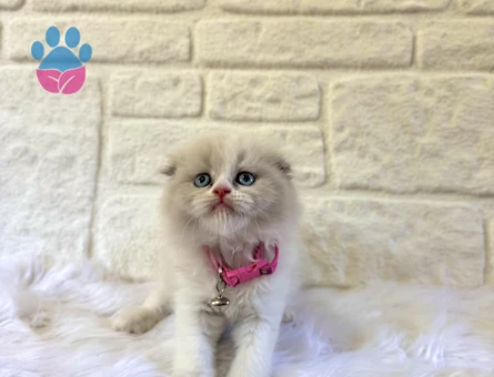Scottish Longhair Bicolour Sıfır Kulak Dişi