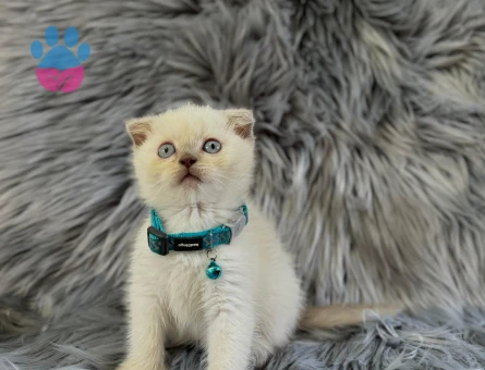 Scottish Fold Bluepoint Erkek Yavrumuz Yuva Arıyor