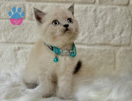 Maviş British Shorthair Bluepoint 2 Aylık Yavrumuz