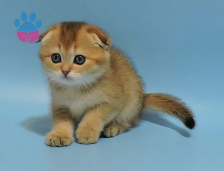 Sarı Fırtına Scottish Fold Golden Erkek