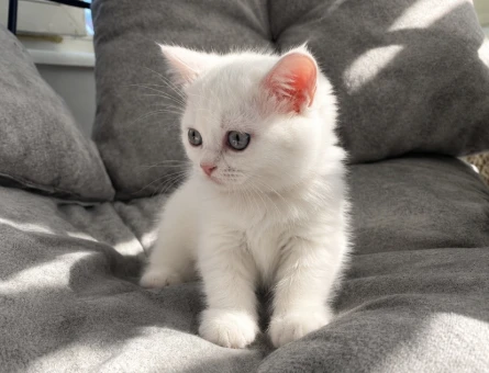 Scottish Fold 2 AYlık Yavrumuz - 5044