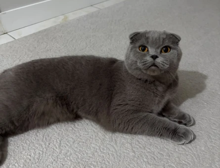 Scottish Fold 1 Yaşında Dişi Yuva Arıyor - 5049