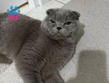 Scottish Fold 1 Yaşında Dişi Yuva Arıyor