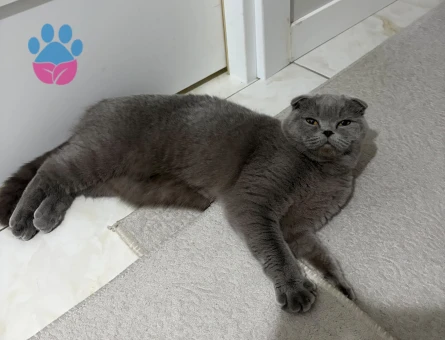 Scottish Fold 1 Yaşında Dişi Yuva Arıyor