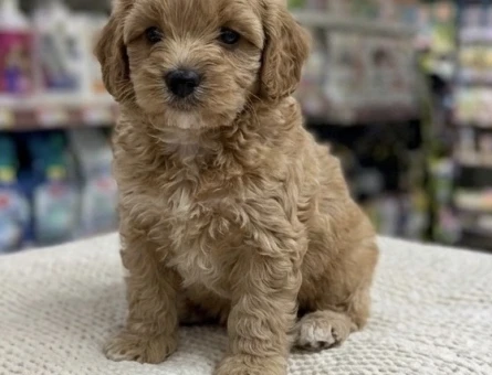 Yavru maltipoo 3 Aylık Yavrular - 5052