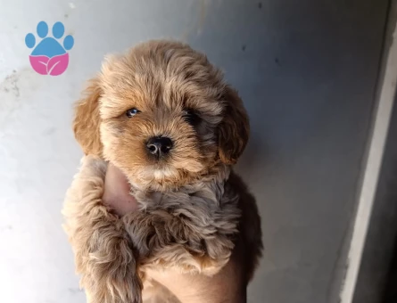 Yavru maltipoo 3 Aylık Yavrular
