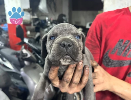 Cane Corso 2 Aylık Dişi Yuva Arıyor