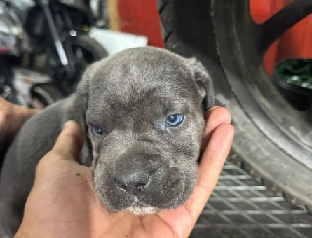Cane Corso 2 Aylık Dişi Yuva Arıyor - 5055