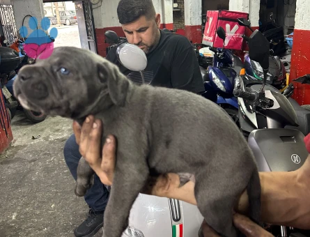 Cane Corso 2 Aylık Dişi Yuva Arıyor